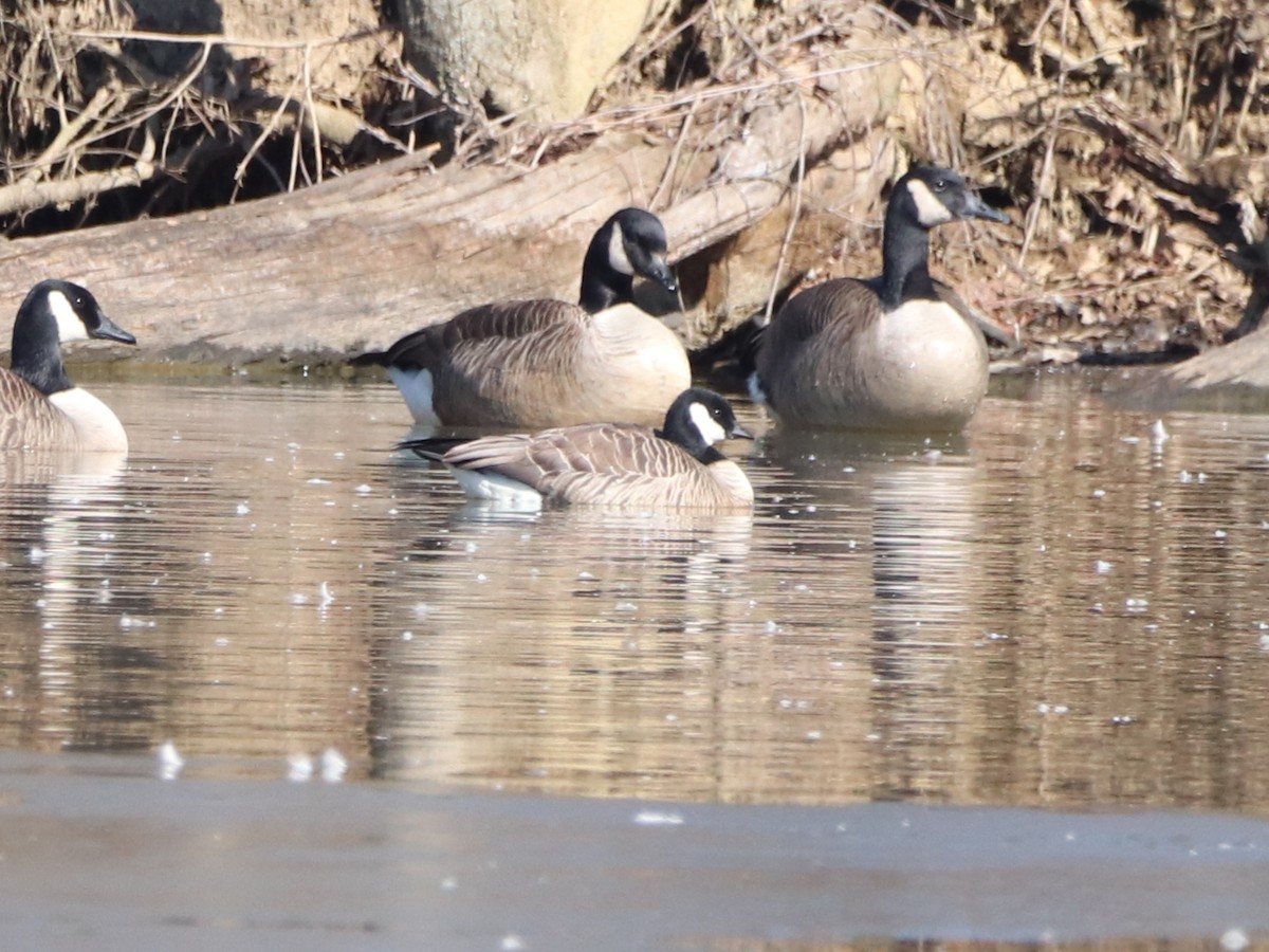 Cackling Goose - Nathan Hall