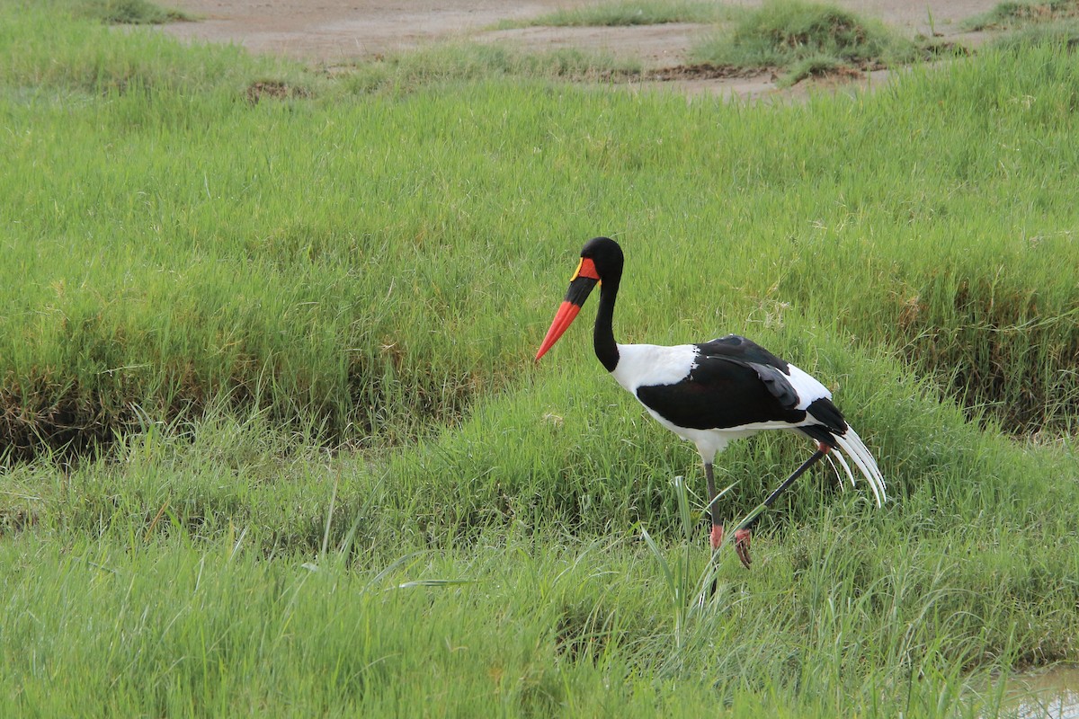 Saddle-billed Stork - ML314580141