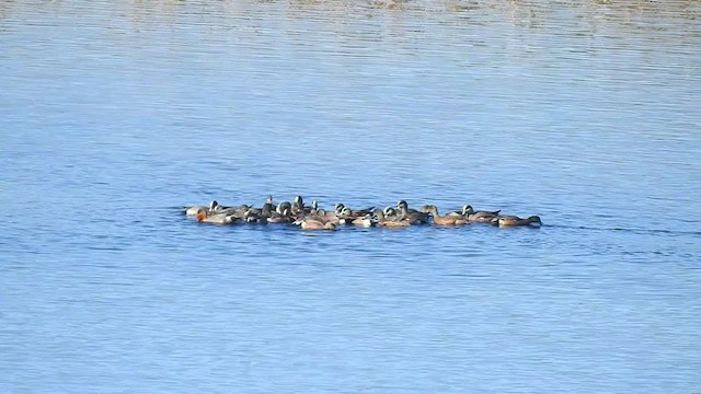 Eurasian Wigeon - ML314580651