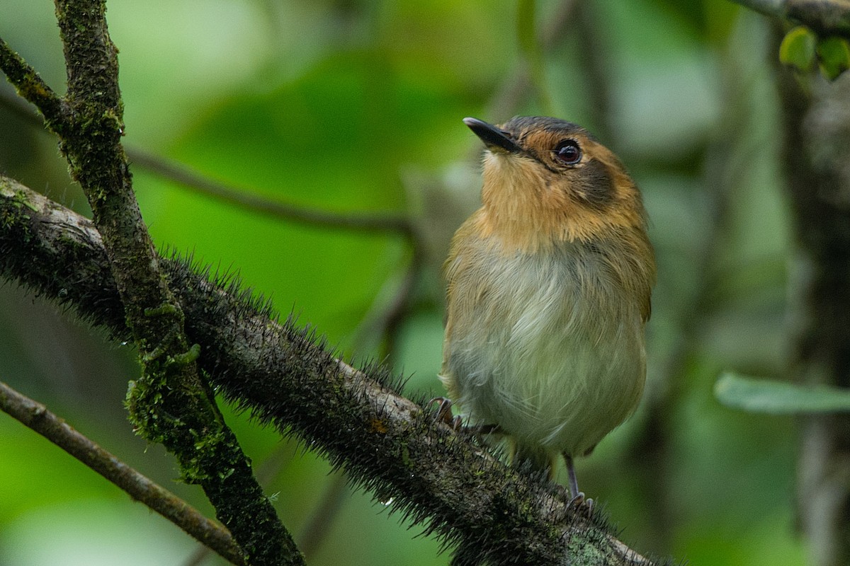 Ochre-faced Tody-Flycatcher - LUCIANO BERNARDES