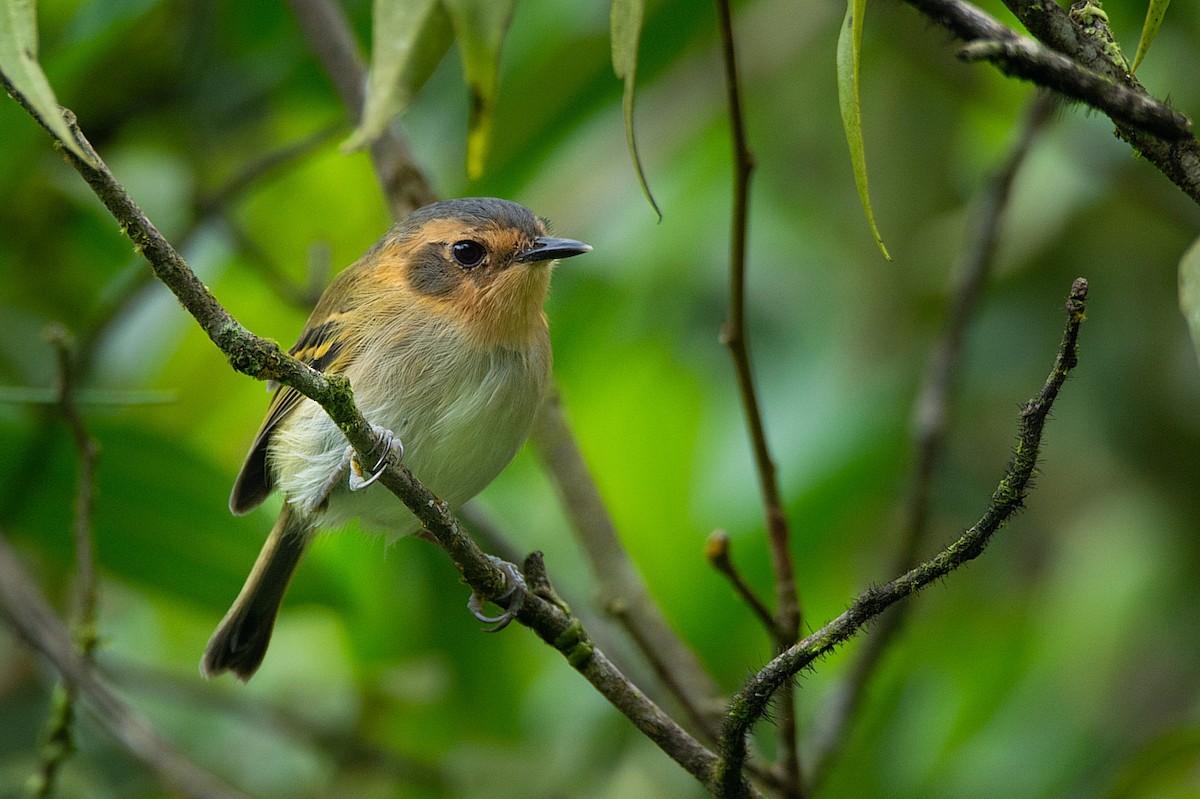 Ochre-faced Tody-Flycatcher - LUCIANO BERNARDES