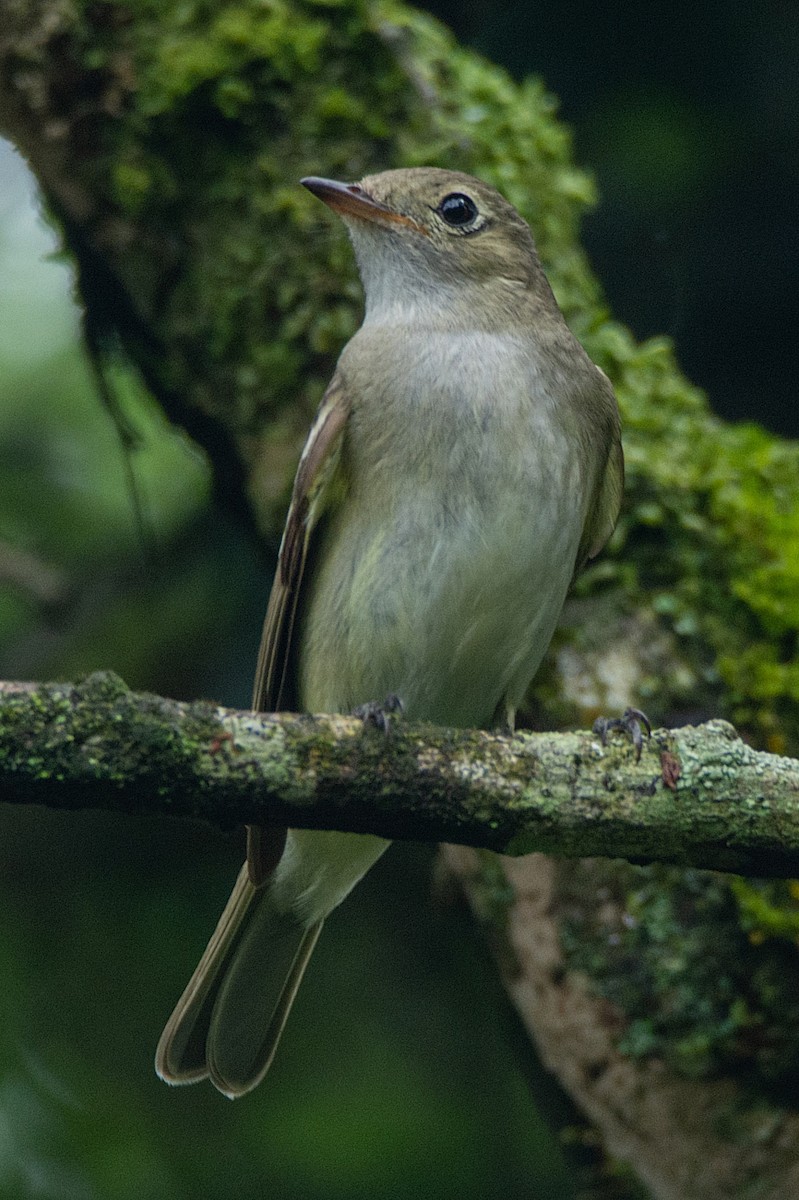 White-crested Elaenia (Chilean) - LUCIANO BERNARDES