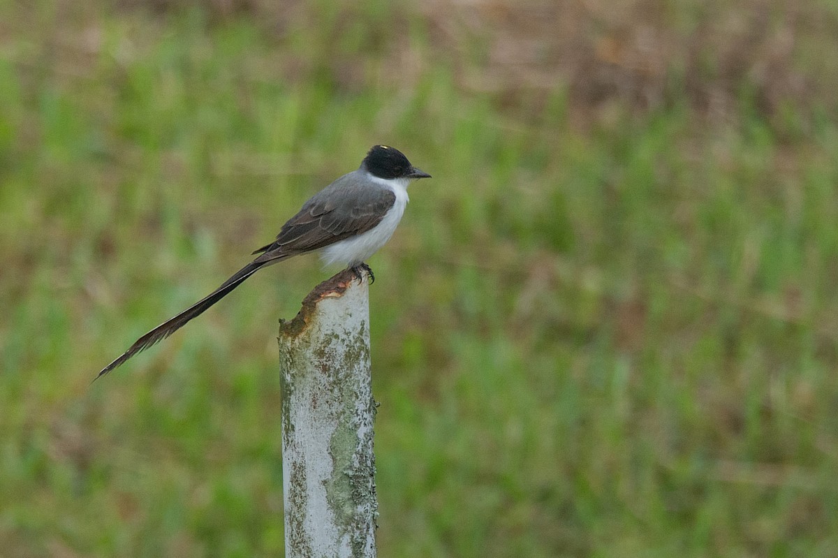 Fork-tailed Flycatcher - LUCIANO BERNARDES