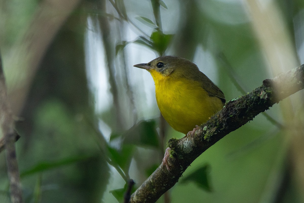 Southern Yellowthroat - LUCIANO BERNARDES