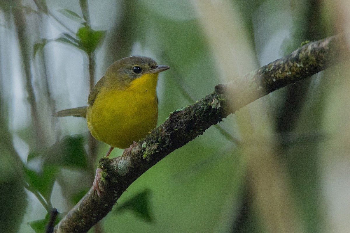 Southern Yellowthroat - ML314582541