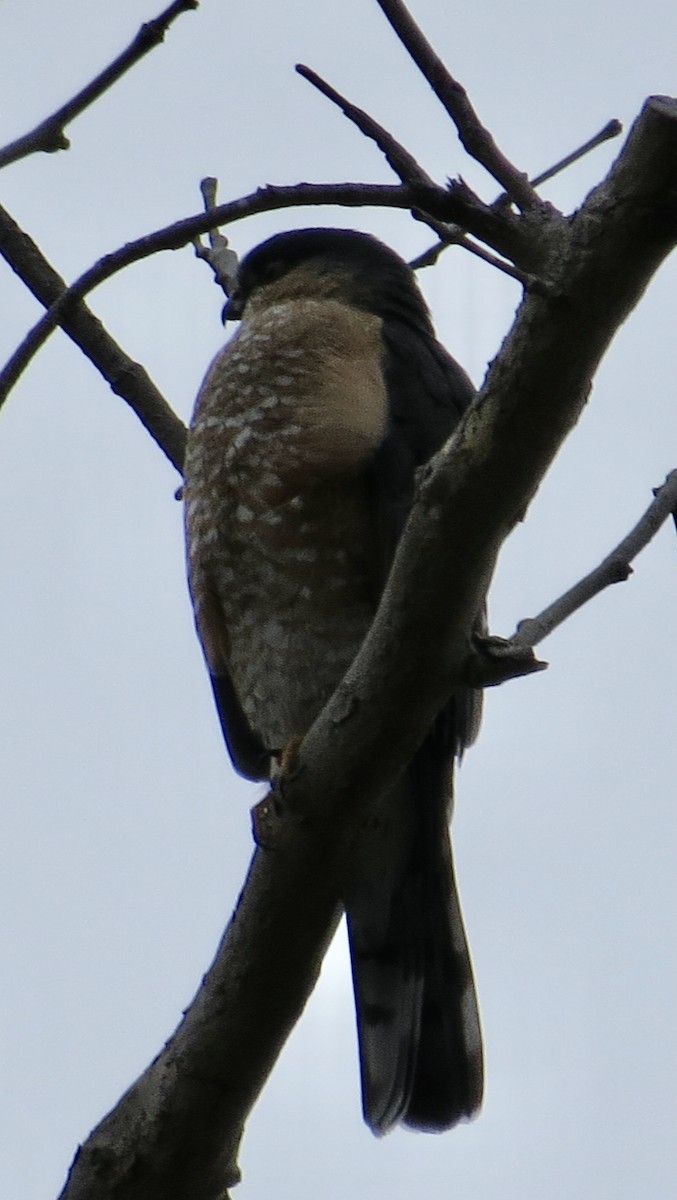 Sharp-shinned Hawk - ML314582991