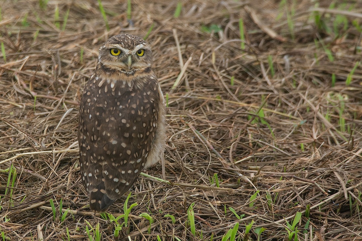 Burrowing Owl - LUCIANO BERNARDES