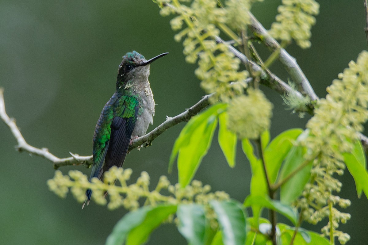 Violet-capped Woodnymph - ML314583401