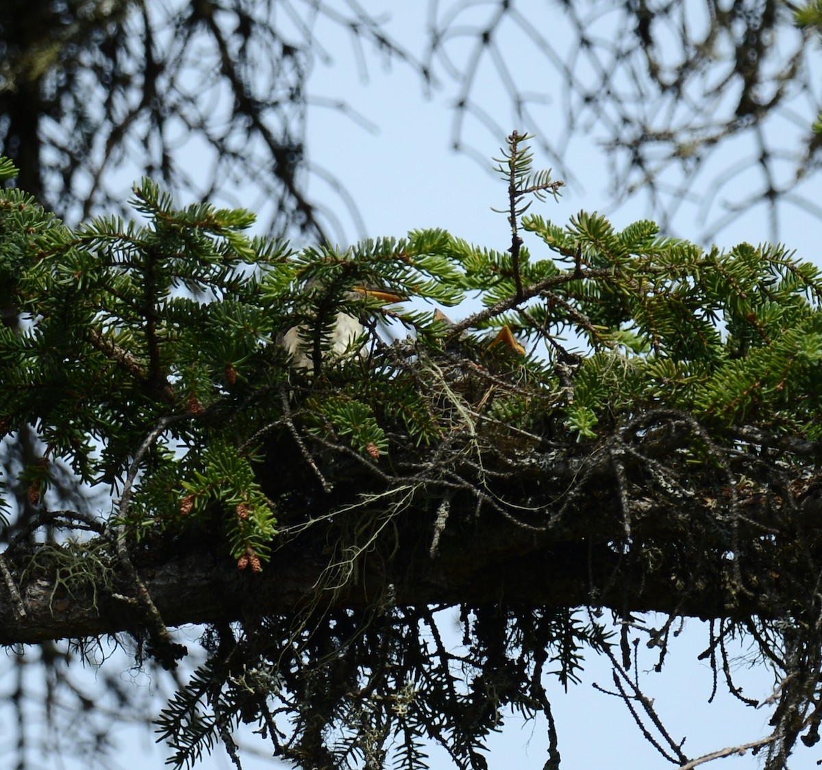 Olive-sided Flycatcher - ML31458641