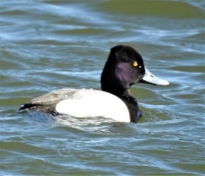 Lesser Scaup - ML314586791