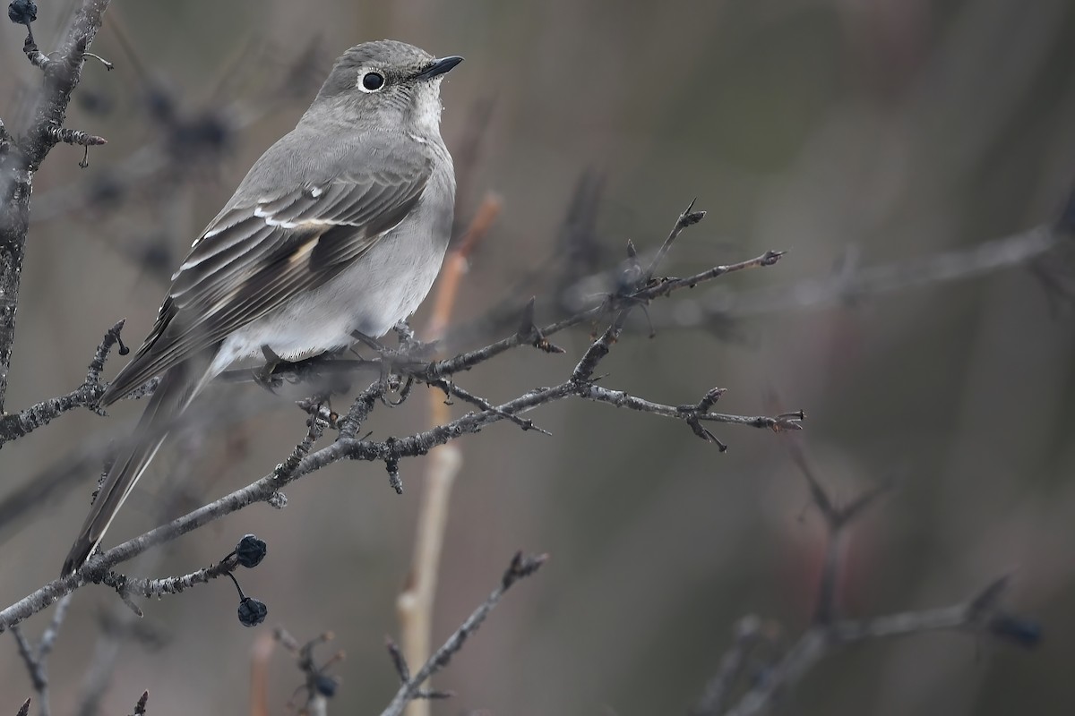 Townsend's Solitaire - Lev Frid