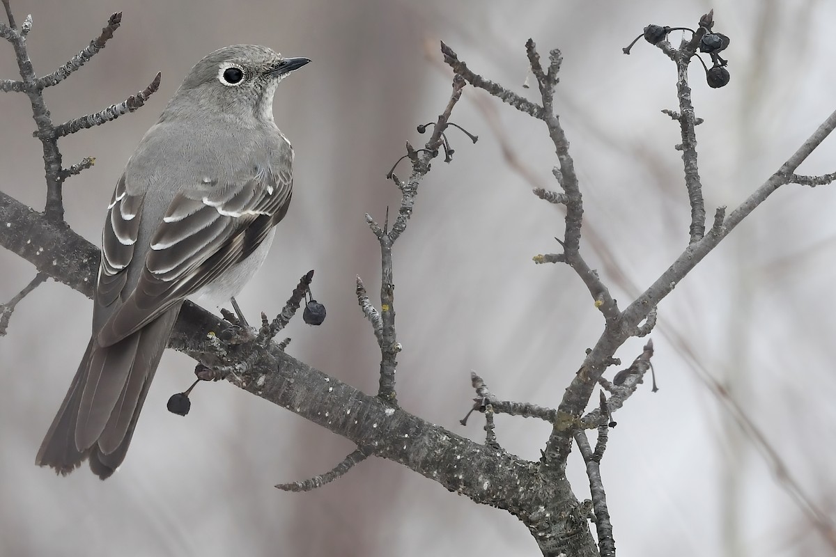 Townsend's Solitaire - Lev Frid