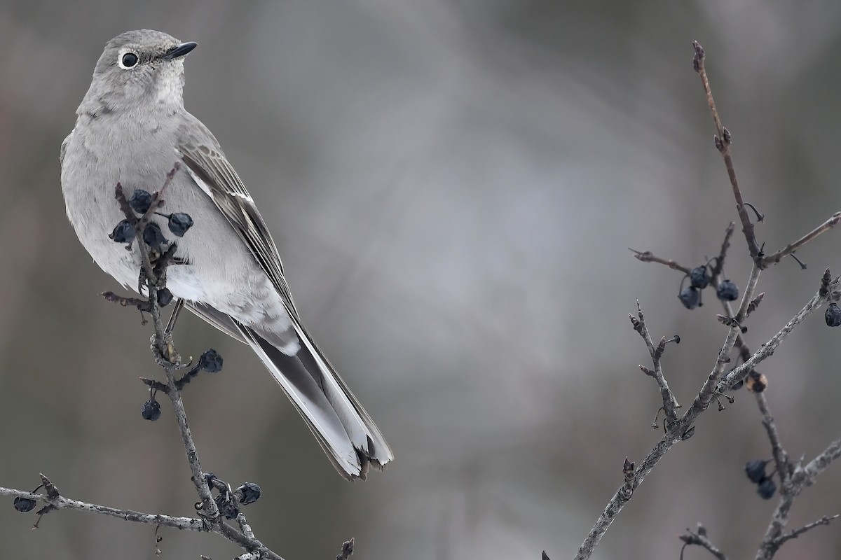 Townsend's Solitaire - Lev Frid