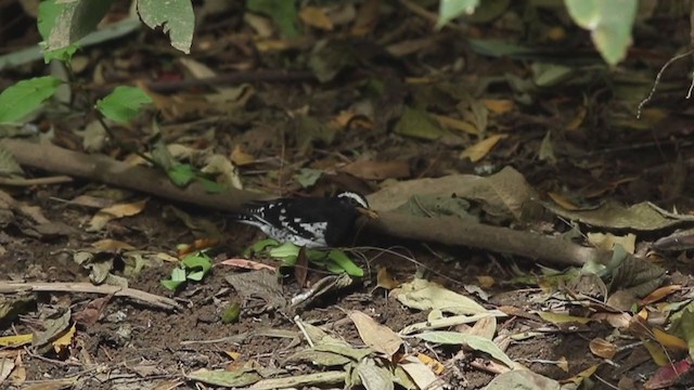 Pied Thrush - ML314587931