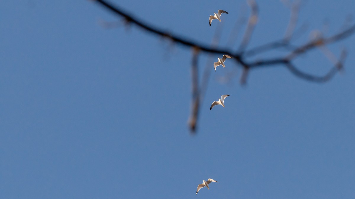 Ring-billed Gull - ML314588181