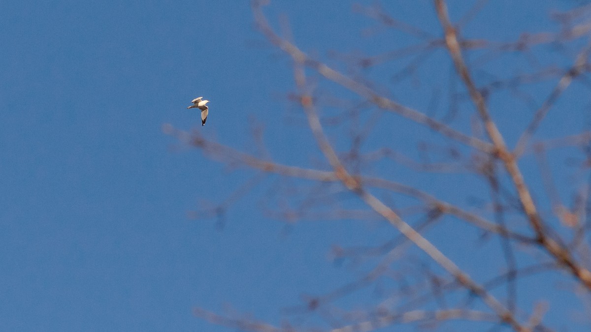 Ring-billed Gull - ML314588641