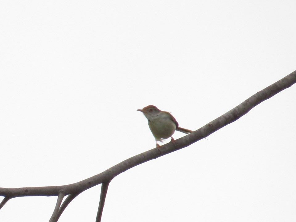 Common Tailorbird - Joshua  Daniel