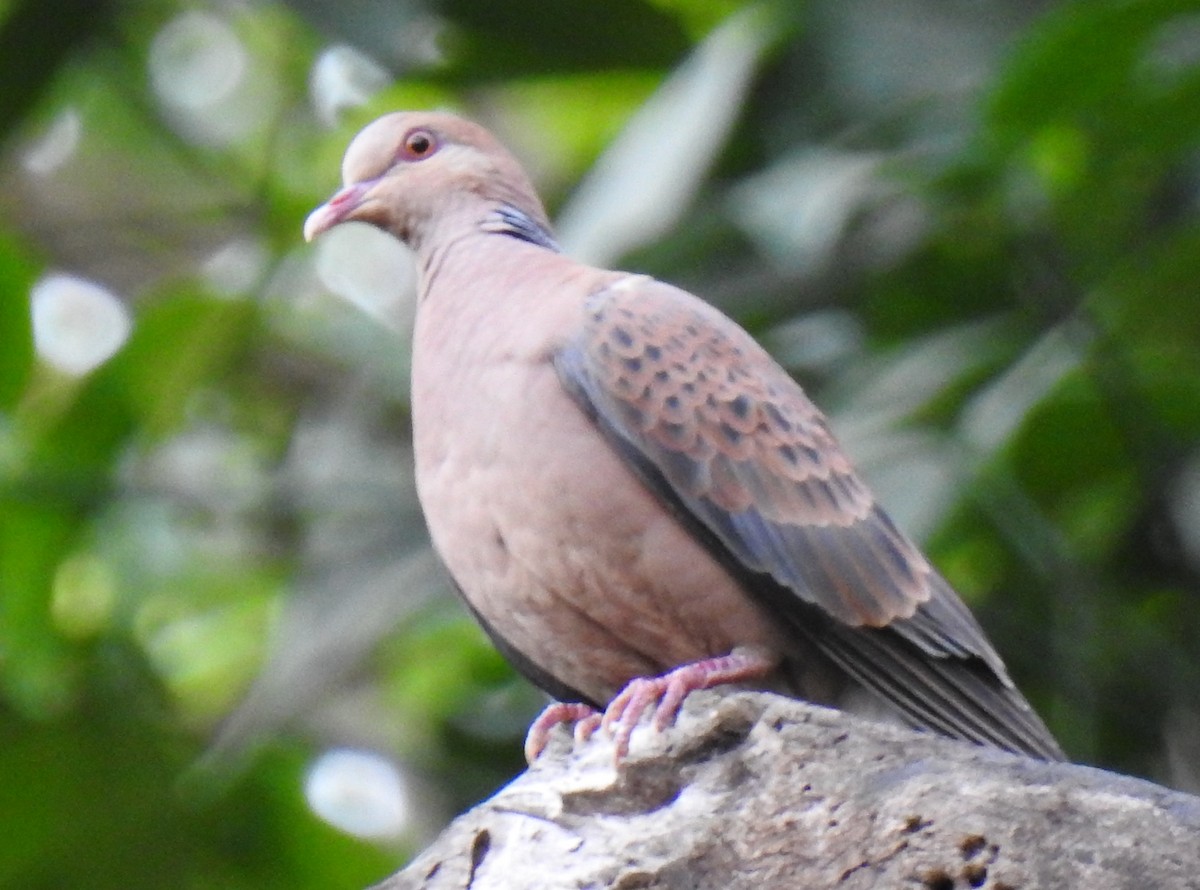 Oriental Turtle-Dove - ML314589431