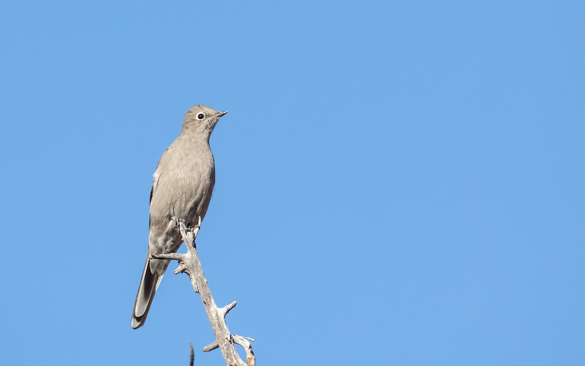 Townsend's Solitaire - ML314590061