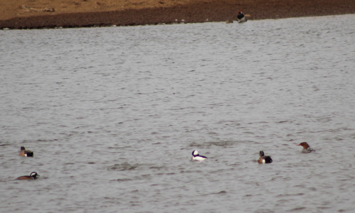 Bufflehead - Charlie  Bynar