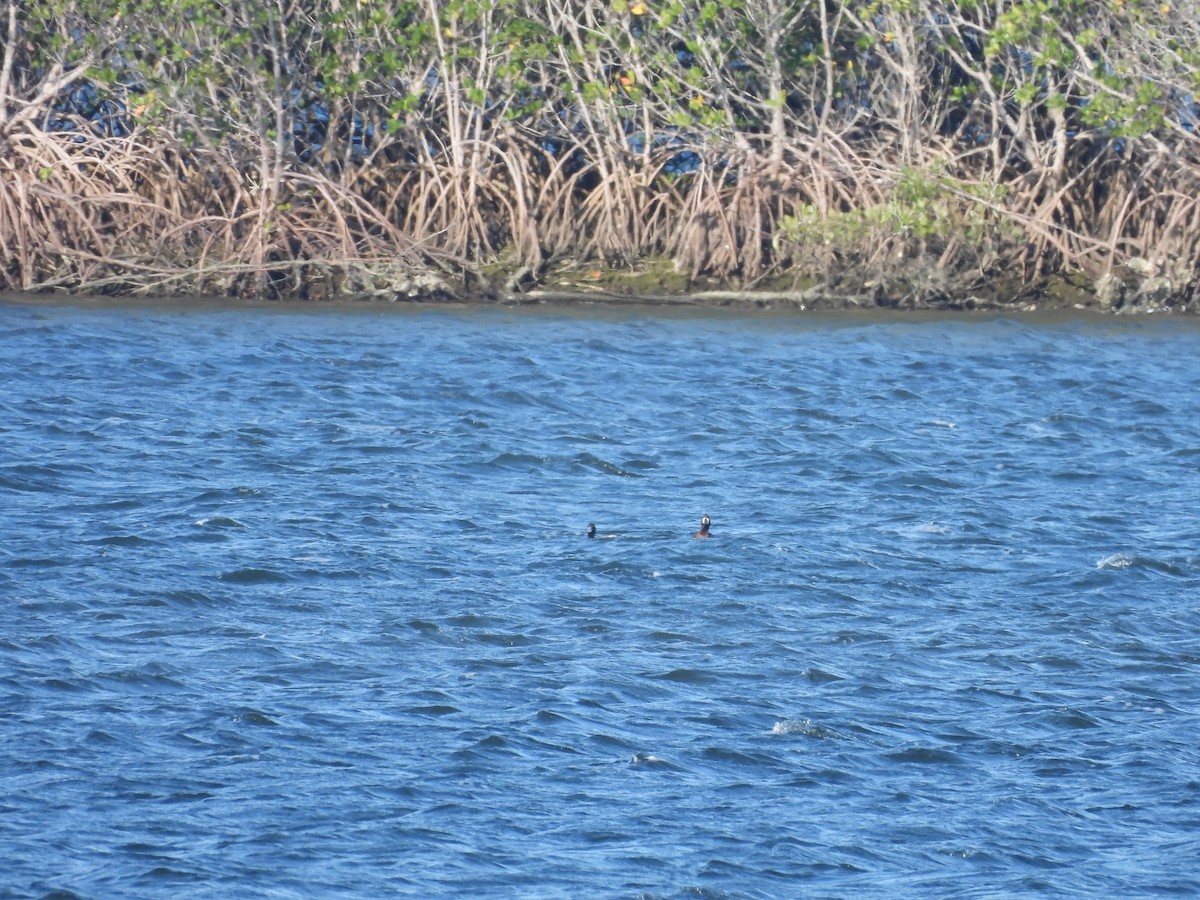 Greater Scaup - ML314591381