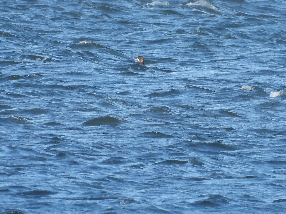 Greater Scaup - ML314591391