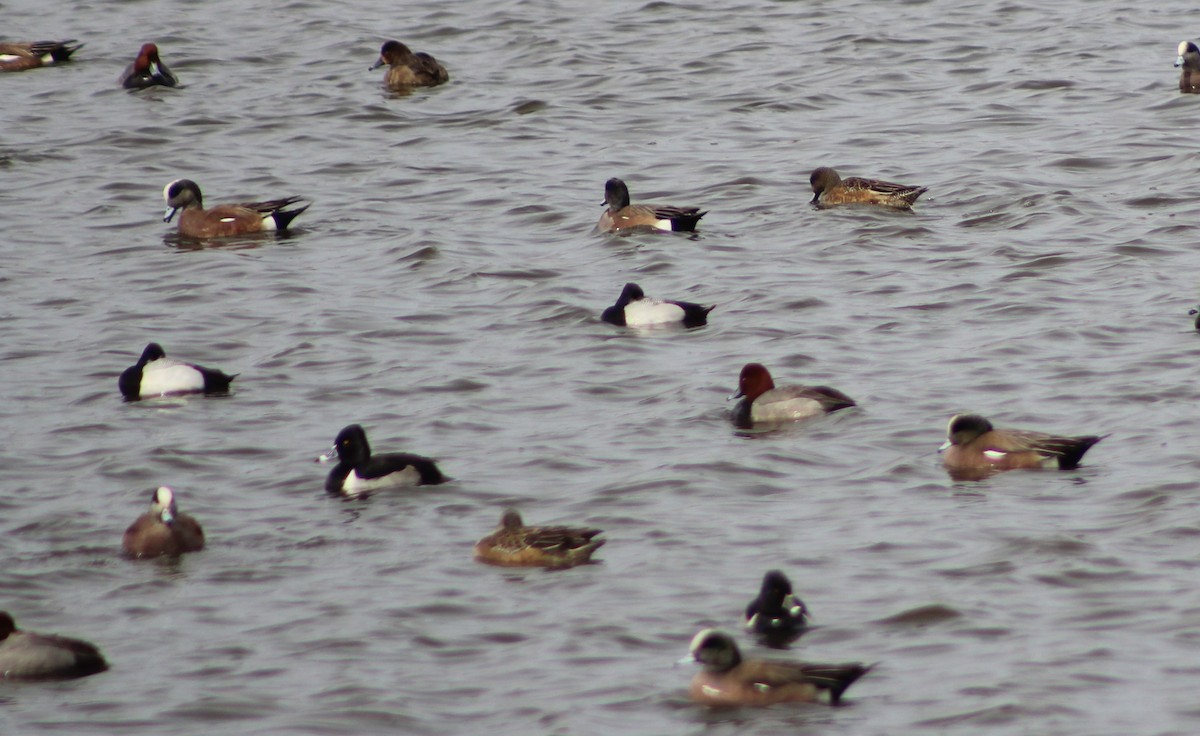 Ring-necked Duck - ML314591791