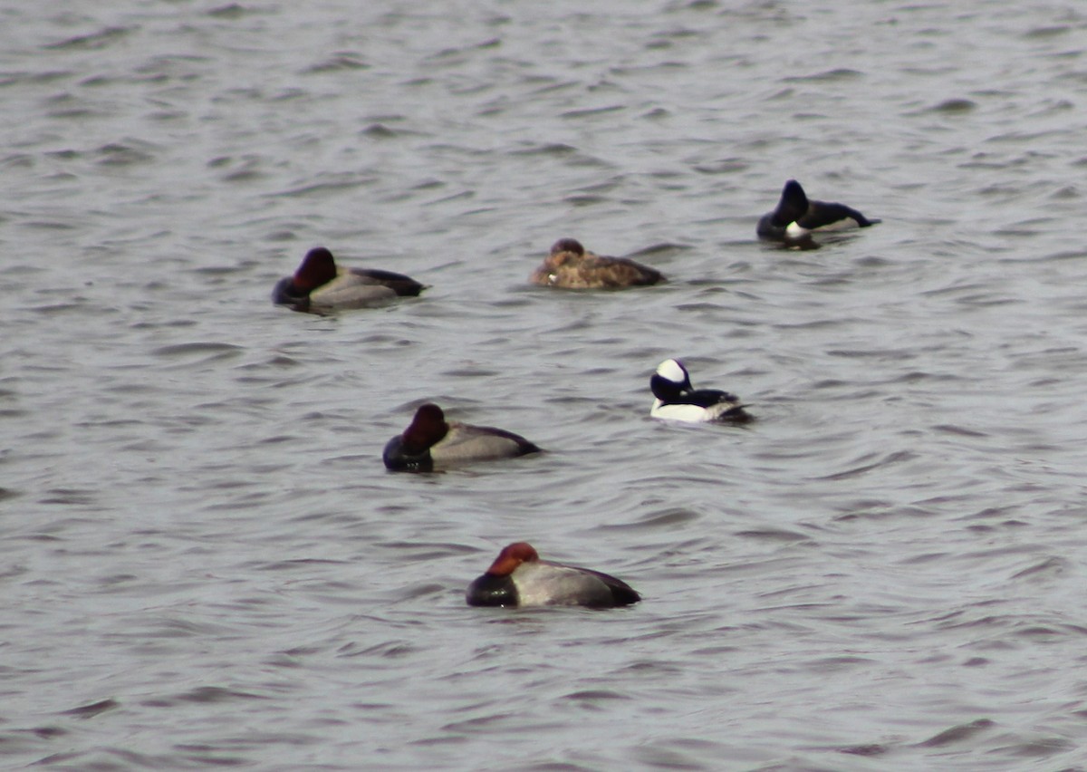 Bufflehead - Charlie  Bynar