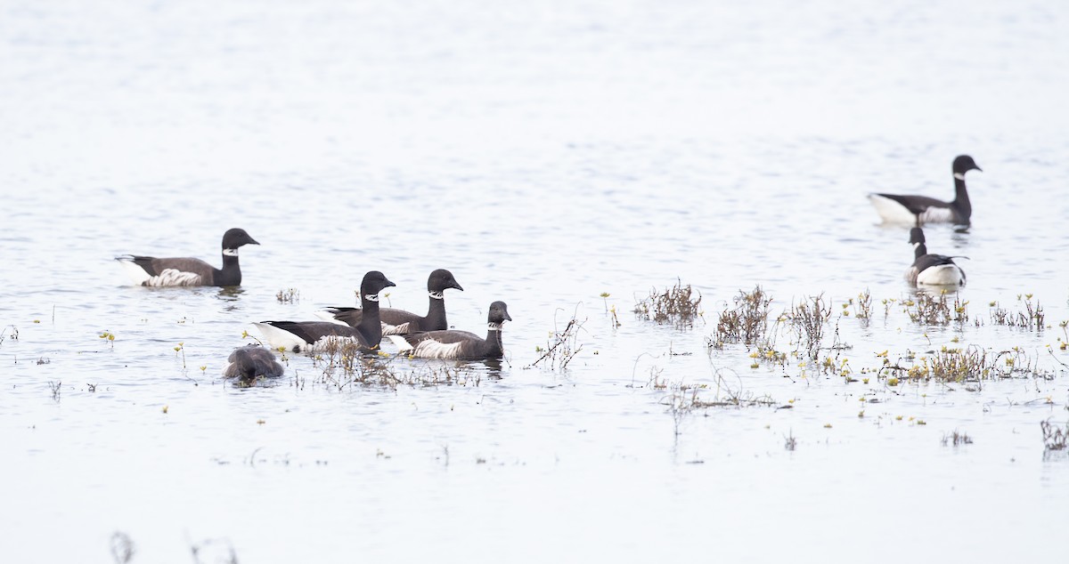 berneška tmavá (ssp. nigricans) - ML314592621