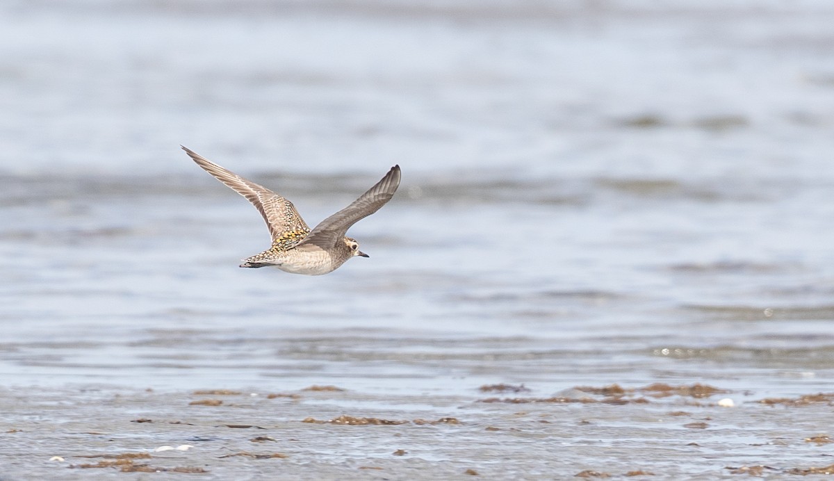 Pacific Golden-Plover - Ian Davies