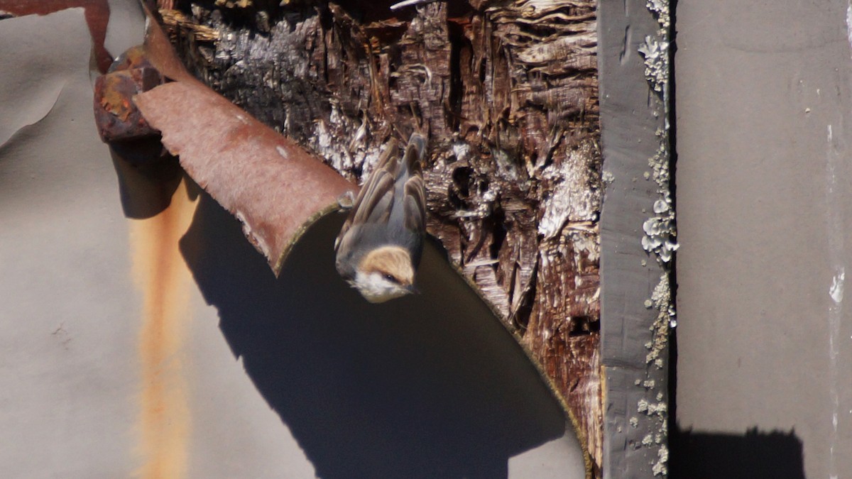 Brown-headed Nuthatch - Skipper Anding