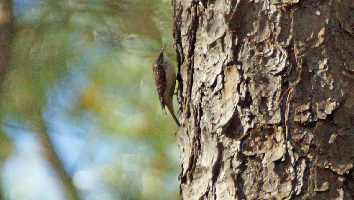 Brown Creeper - ML314593321