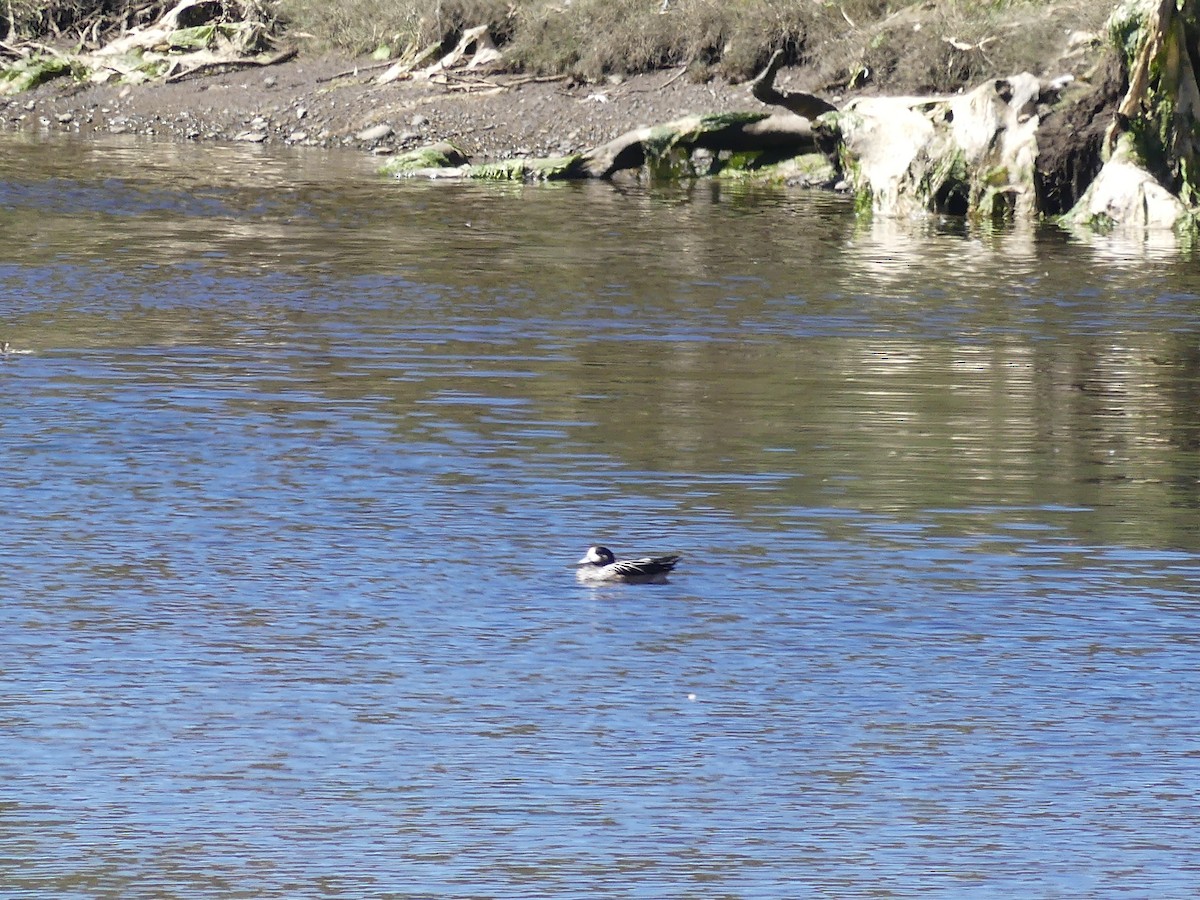 Chiloe Wigeon - ML314593501