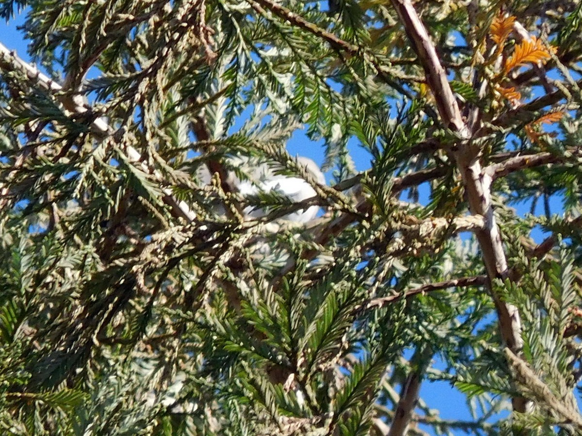 White-winged Dove - ML31459361