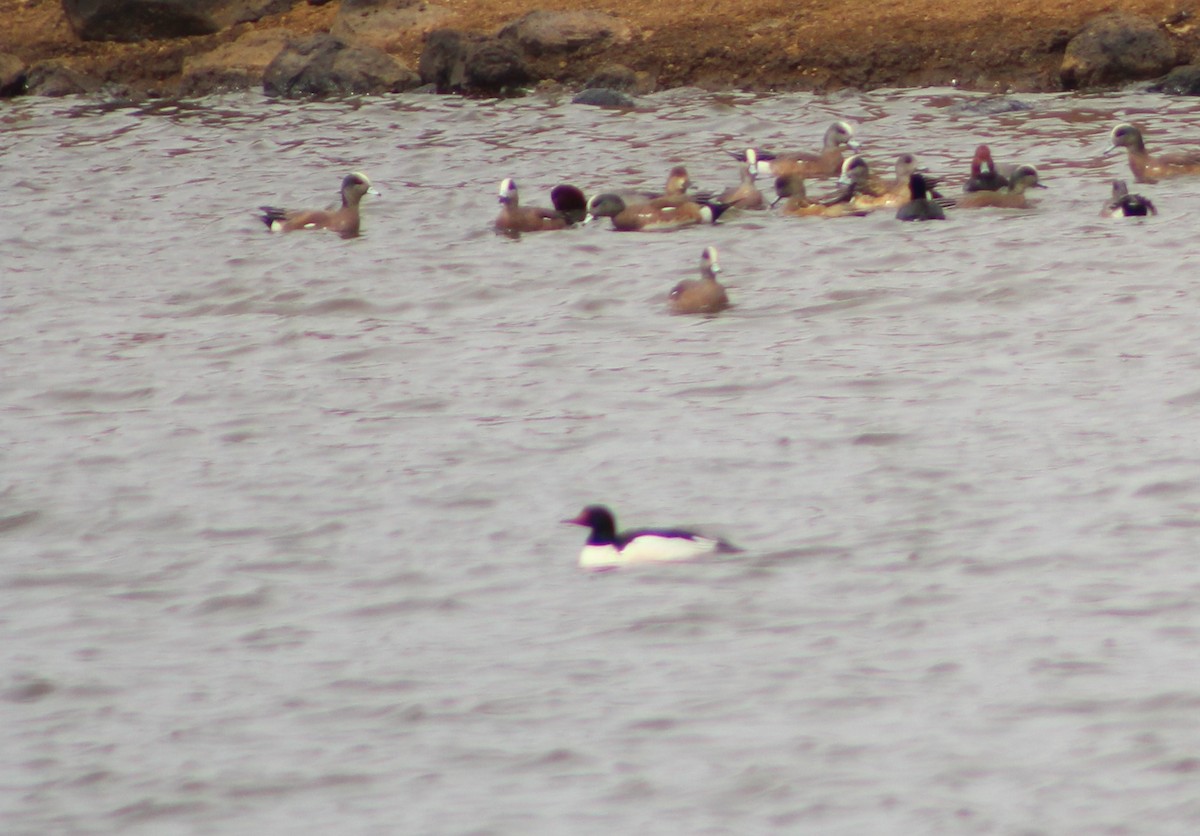 Common Merganser - ML314593671