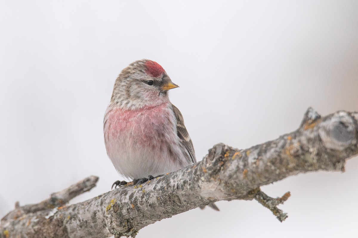 Common Redpoll - ML314594211