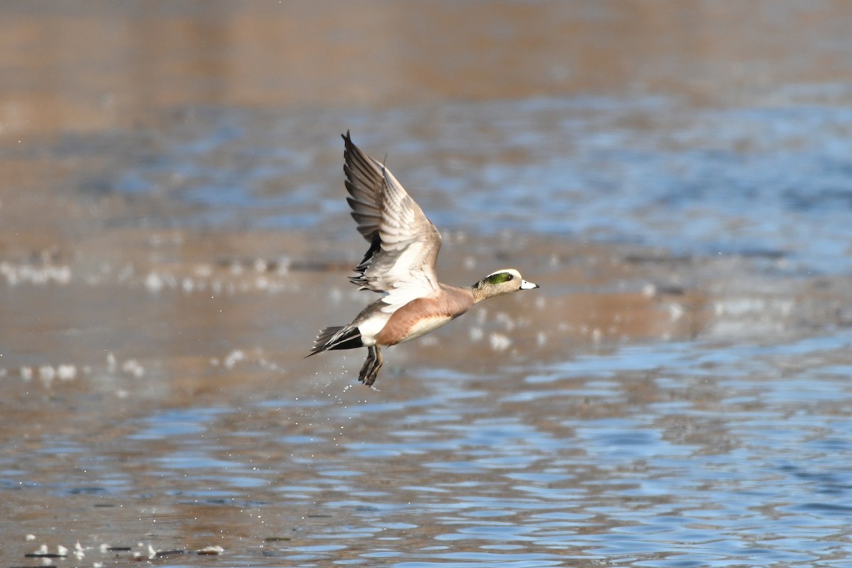 American Wigeon - ML314595581