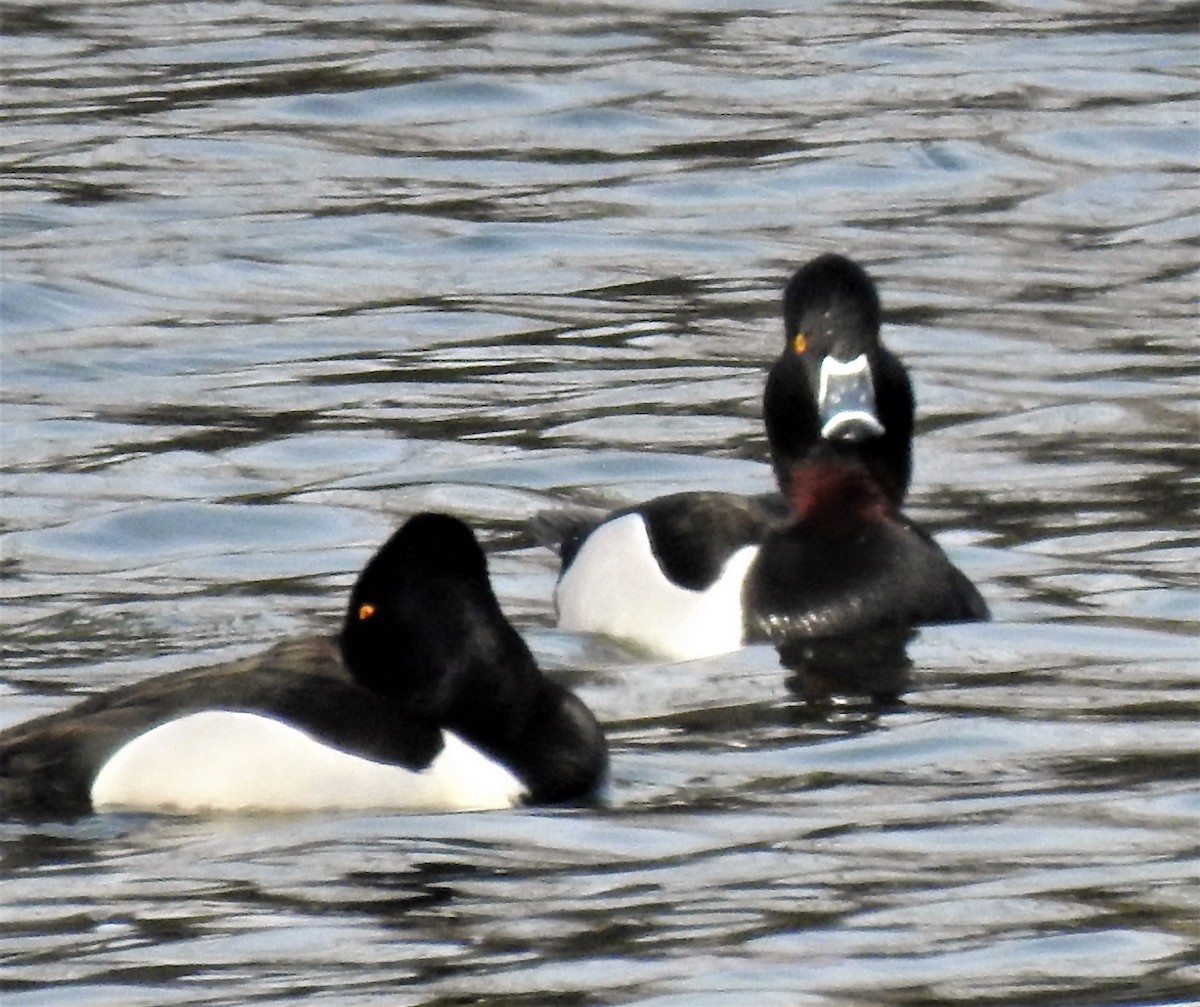 Ring-necked Duck - Mike Ellery