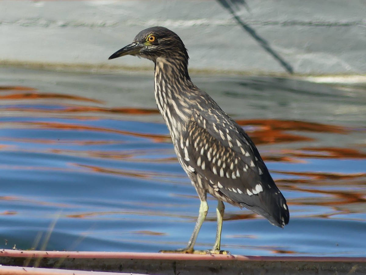 Black-crowned Night Heron - Marco Belmar