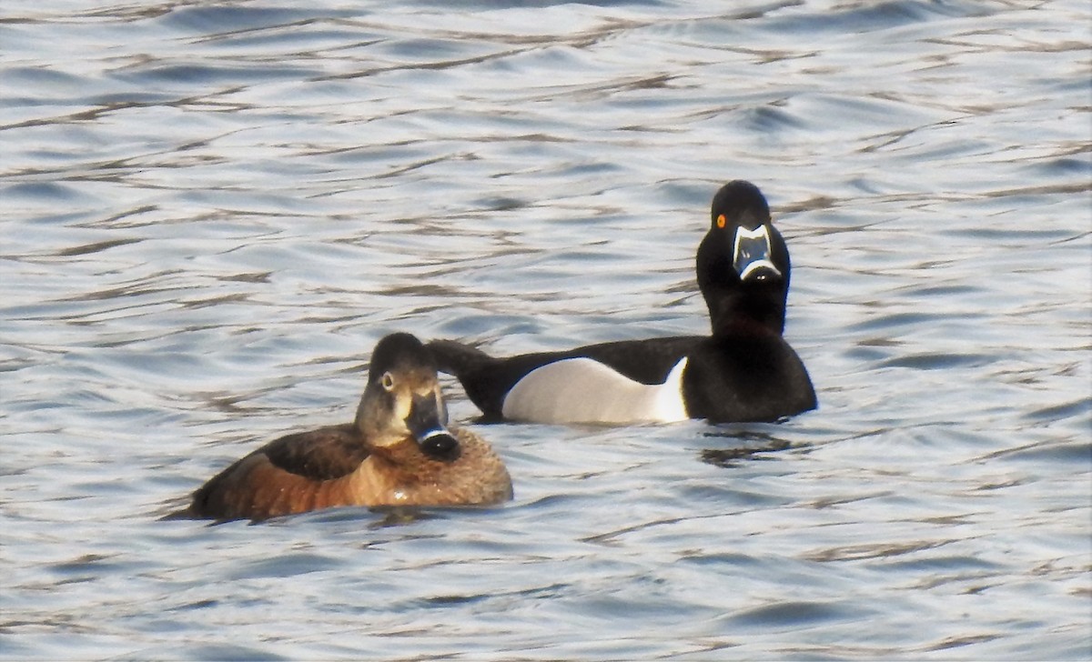 Ring-necked Duck - Mike Ellery