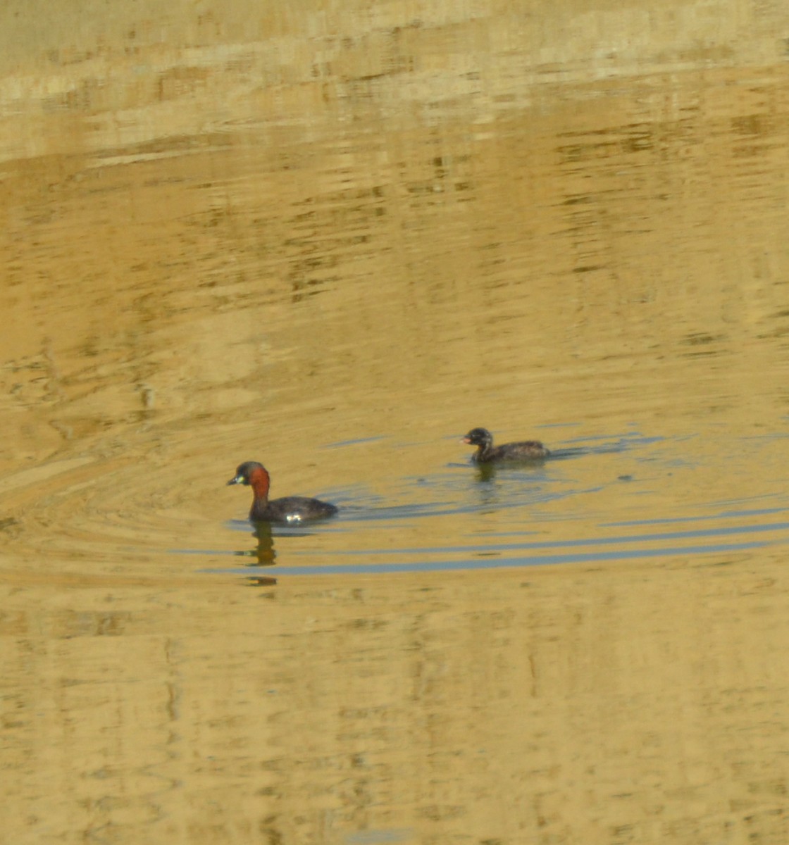 Little Grebe - ML31459671