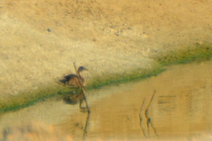 Little Grebe - ML31459681