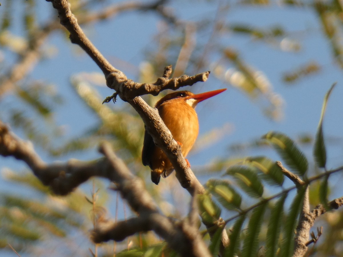 African Pygmy Kingfisher - ML314597211