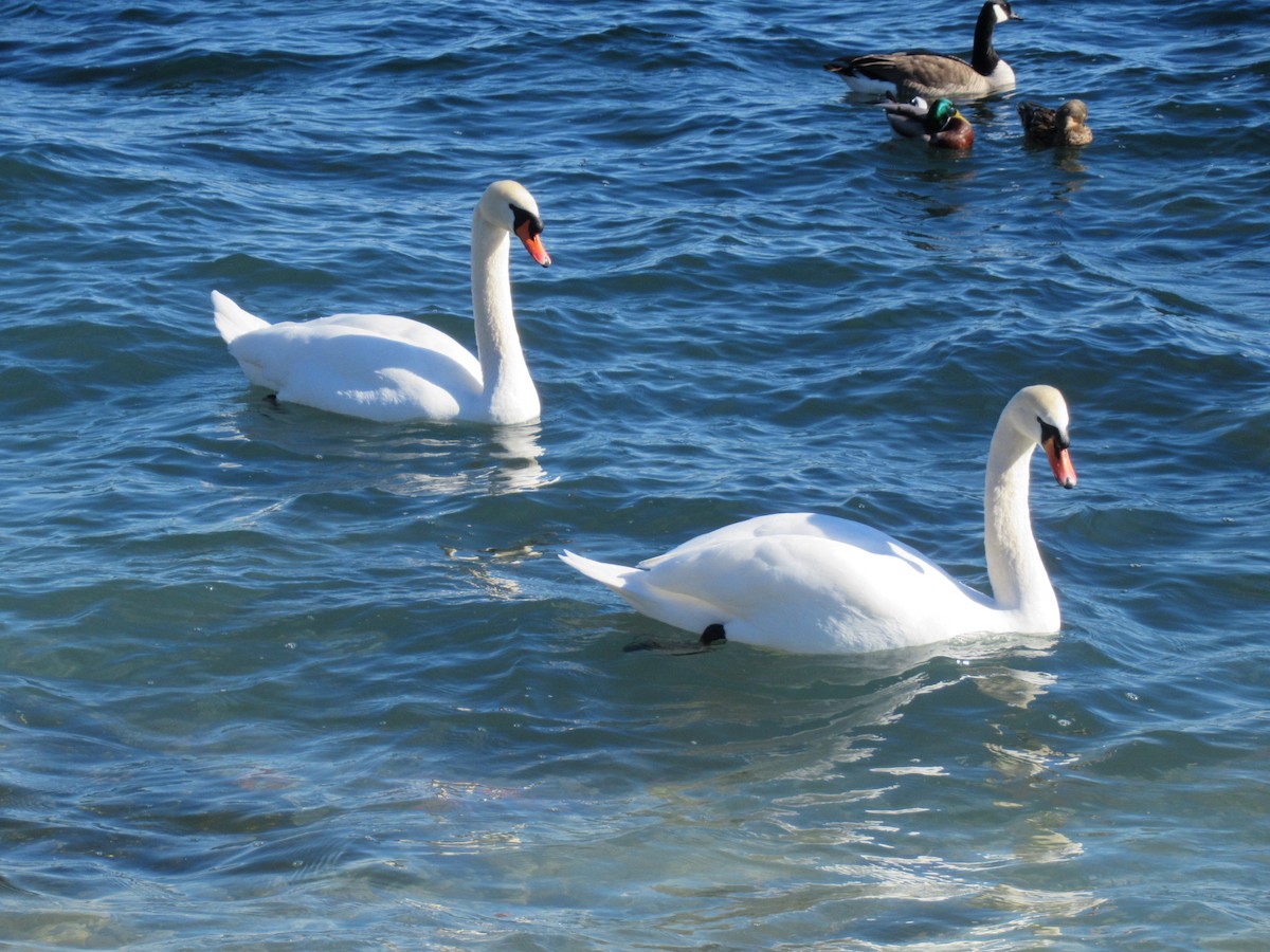 Mute Swan - Adam Chambers