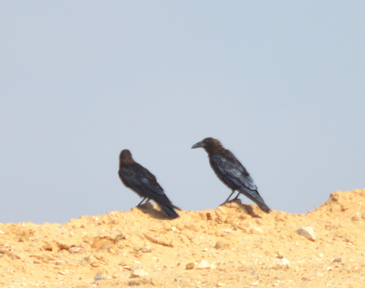 Brown-necked Raven - ML31459891