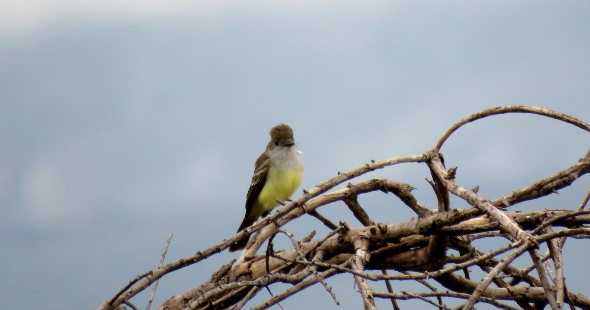 Brown-crested Flycatcher (South American) - ML31459901