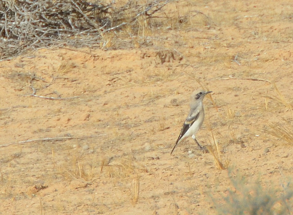 Desert Wheatear - ML31459971