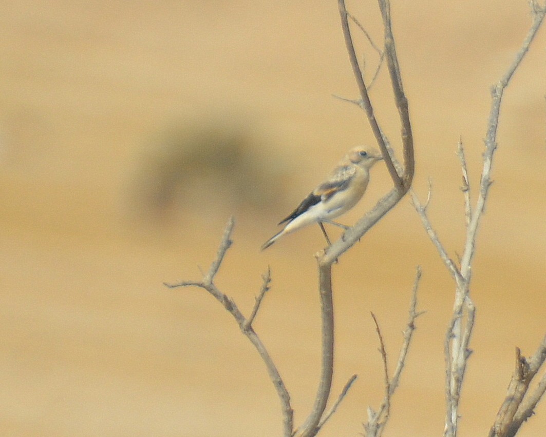 Desert Wheatear - Jerome Schwartz