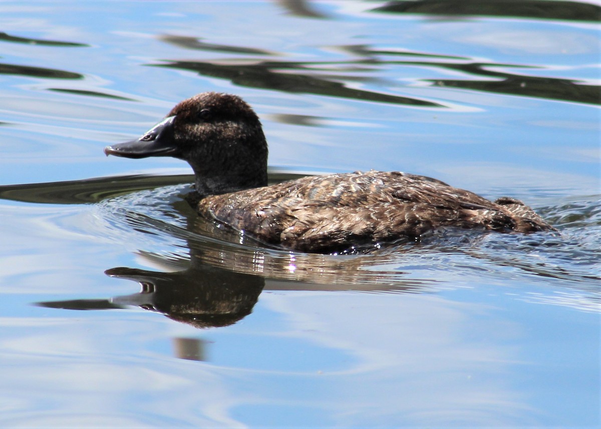 Blue-billed Duck - ML314601391