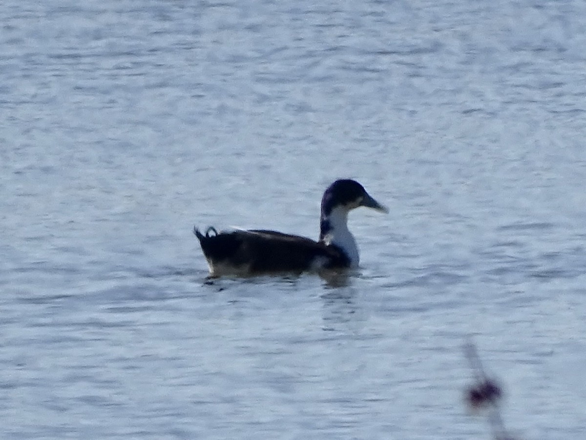 Mallard (Domestic type) - ML314601821